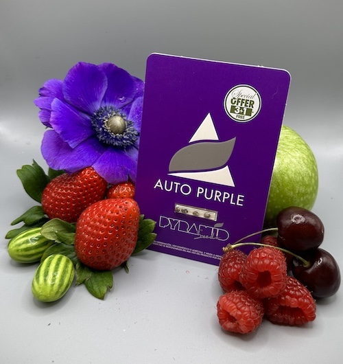 Variedad de cannabis Purple de Pyramid Seeds